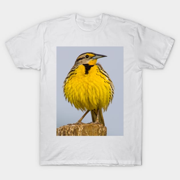 Eastern Meadowlark No 1 T-Shirt by jforno